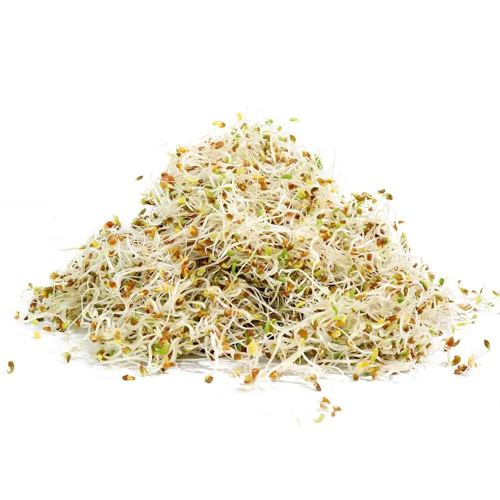 Sproutman Organic Alfalfa Sprouting Seeds (16 oz)